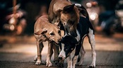 Street dogs may actually belong to the streets: A dog lover’s ...