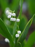 Convallaria majalis hardwick hall - The Beth Chatto Gardens