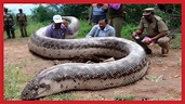 WORLD BIGGEST Giant Anaconda Snake Foud Ever ! Biggest Snake captured ...