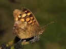 File:Butterfly April 2008-2a.jpg - Wikipedia