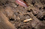 How to Get Rid of Subterranean Termites: Treatment & Prevention