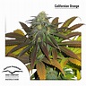 California Orange - Buy Dutch Passion cannabis seeds