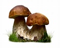 Mushroom PNG Transparent Images | PNG All
