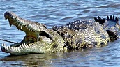 Animales Salvajes en el Río Mara - Serpientes y Reptiles HD - YouTube