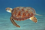 Green Sea Turtle | Outdoor Gulf Coast of Northwest Florida