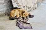 10 formas de ayudar a un perro abandonado - Mis Animales