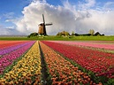 Campos de Flores na Holanda - Arquidicas