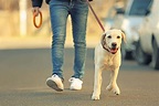 Are You Looking For Professional Dog Walker Jobs / Pet Sitter Jobs?