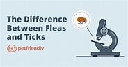 How to Tell the Difference Between Fleas and Ticks