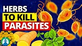 🌱Top 10 Best Herbs for Parasites (Natural Detox and Cleanse) - YouTube