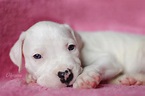 Puppies - Dogo Argentino kennel Blanco Solar