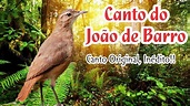 João de Barro Cantando - Original - YouTube