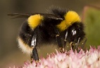 Buff-tailed bumblebee - Bumblebee Conservation Trust