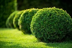 20 Evergreen Shrubs for a Perfect Garden