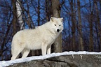 White Arctic Wolf On A Rock Fine Art Wildlife Photo Print | Photos by ...