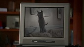 House, M.D. - "Here Kitty" - Cinema Cats