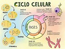 Fases del ciclo celular - TU GUÍA DE APRENDIZAJE