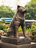 Hachiko Statue, Shibuya, Tokyo. This is a statue of a dog who always ...