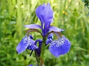 Schwertlilie (Iris sibirica) Foto & Bild | natur, pflanzen, blüten ...