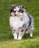 It's All About the Light: Puppies | Shetland sheepdog puppies, Sheltie ...