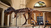 Una visita al Museo Field de Chicago para conocer su historia natural