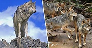 Introducir 51+ imagen historia de los lobos de yellowstone - Abzlocal.mx