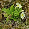 Stängellose Schlüsselblume, Kissen-Primel (Primula vulgaris)