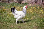 Gallinas Sussex de Raza Pura Garantizada | Finca Casarejo