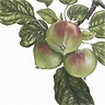 Ann Swan - Society of Botanical Artists