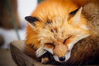 Lindo zorro rojo durmiendo en invierno | Foto Premium