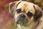 A Complete Guide To The Puggle - A Pug Beagle Mix Breed