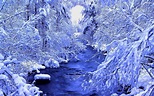 Beautiful Winter Forest Wallpapers - Wallpaper Cave