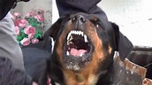 Angry Rottweiler Wallpapers - Top Free Angry Rottweiler Backgrounds ...