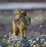 Desert Coyote | Smithsonian Photo Contest | Smithsonian Magazine