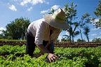 Experiencias de productores en cultivos extensivos: Sembrar ...