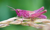 El Saltamontes Rosa | ¿Este curioso insecto está condenado a morir?