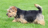 Norfolk Terrier Breed: Characteristics, Care & Photos | BeChewy