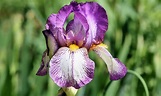 Iriss-Schwertlilie und Iris-Zwiebeln