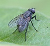 File:Black fly Isojärvi.JPG - Wikimedia Commons