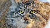 Hainich: gatos salvajes en este parque nacional alemán