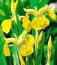 Gelbe Schwertlilie (Iris pseudacorus),3 Pflanzen Wasserpflanze günstig ...