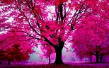 30 HD Pink Wallpapers