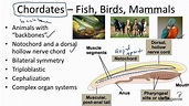 13.3.10 Chordates - Fish Birds Mammals - YouTube