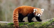 Red Panda vs Panda: 5 Key Differences - A-Z Animals