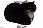 maxwell the cat - Imgflip