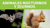 Animales diurnos y nocturnos: características, ejemplos y diferencias ...