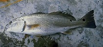 紅擬石首魚 - Wikiwand
