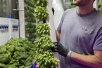 Kimbal Musk's vertical farming startup Square Roots raises $5.4 million ...