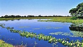 Belezas naturais do Pantanal Mato-grossense em época de cheia ...