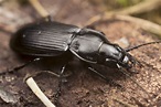 black beetle control and treatments for the home yard and garden